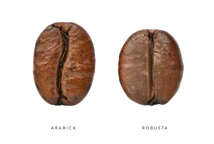 Differenza tra arabica e robusta: i due chicci a confronto